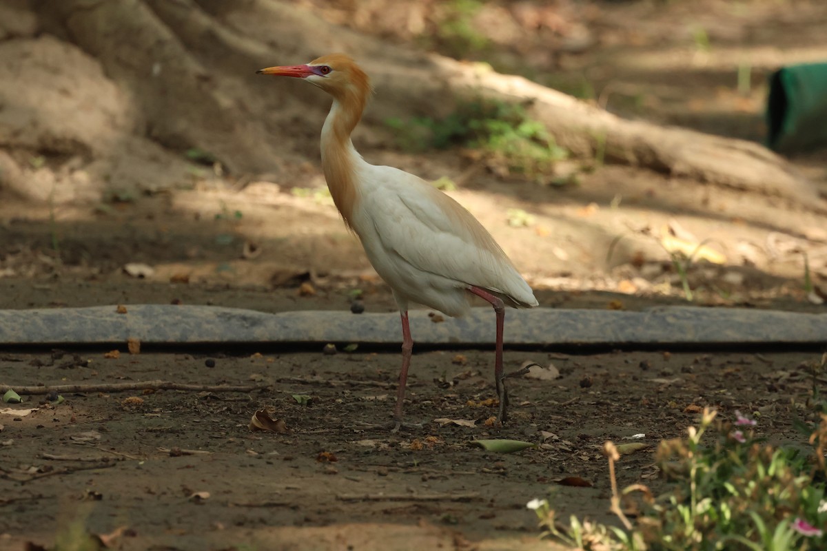 Eastern Cattle-Egret - ML657595428