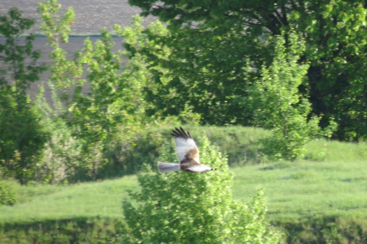 Western Marsh Harrier - ML657595429