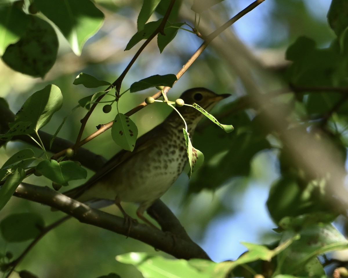 Swainson's Thrush - ML657595431