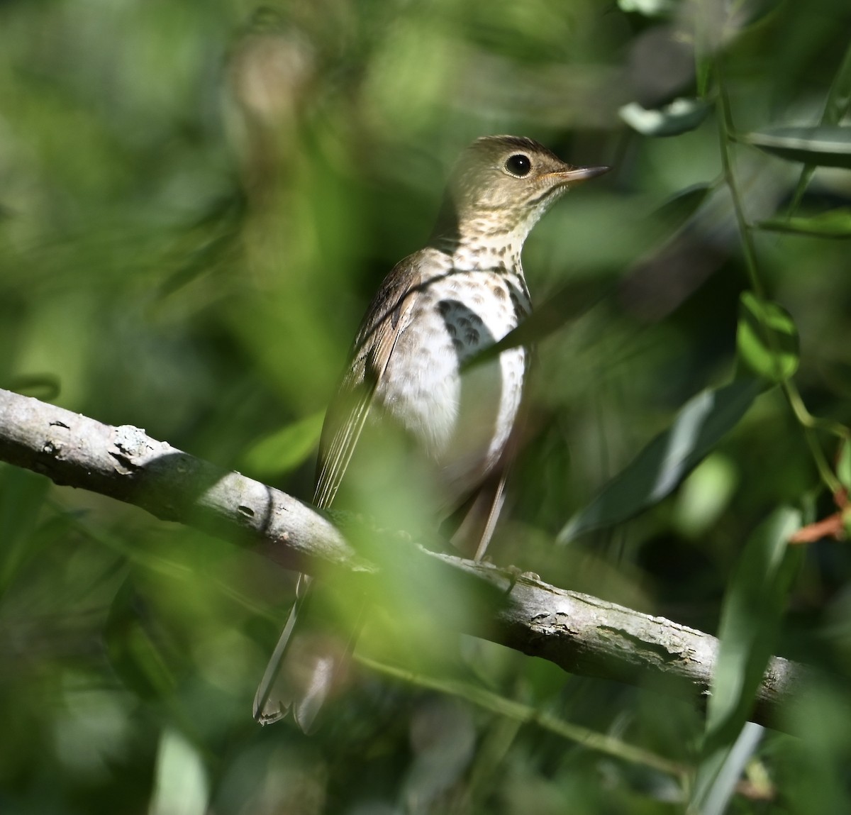 Swainson's Thrush - ML657595432