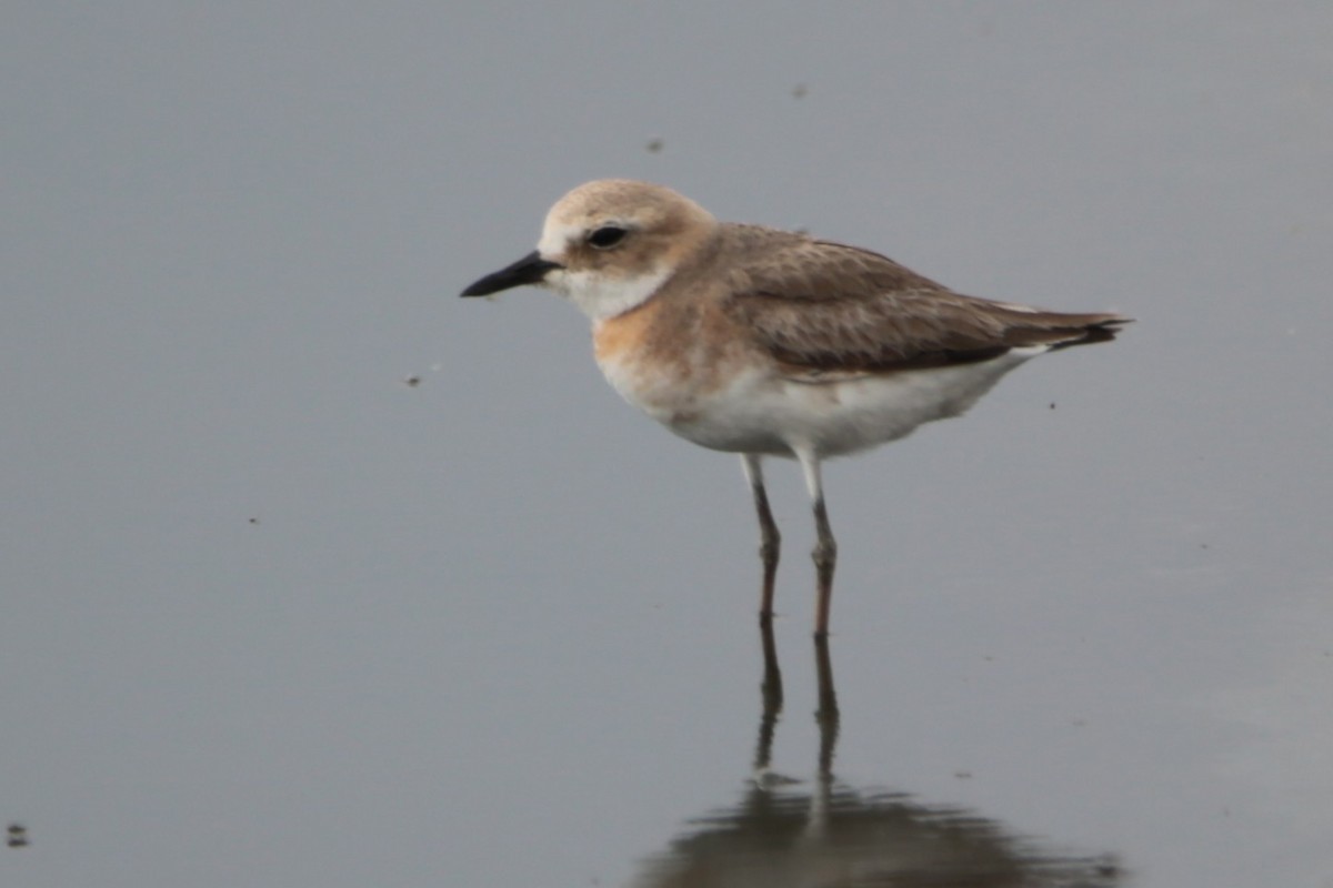 Greater Sand-Plover - ML657595433