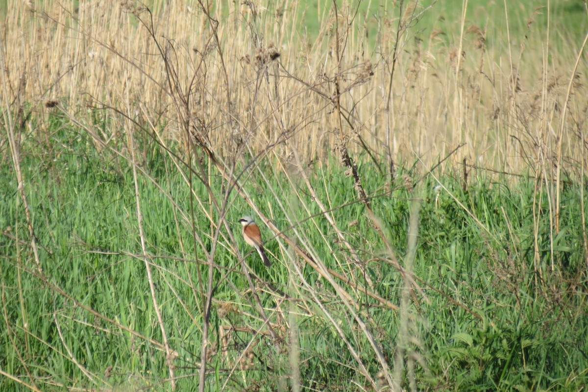 Red-backed Shrike - ML657595434