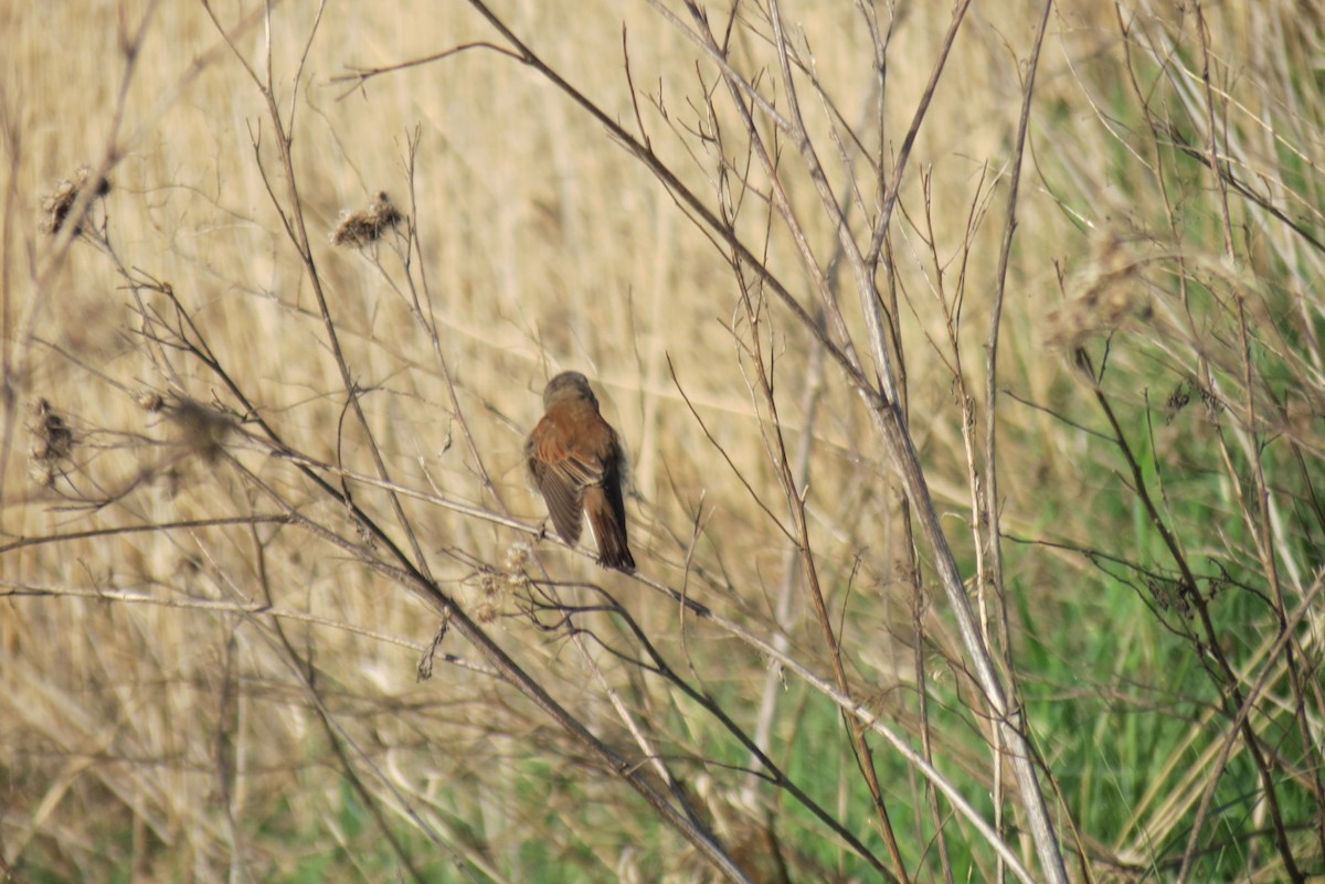 Red-backed Shrike - ML657595437