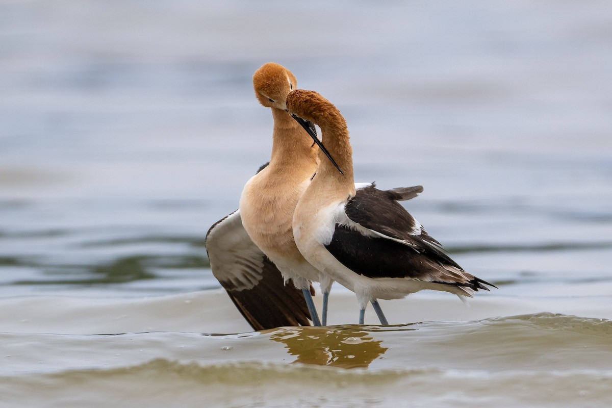 American Avocet - ML657595441