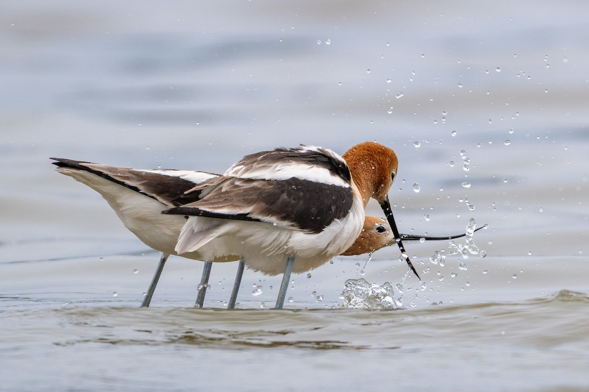 American Avocet - ML657595442