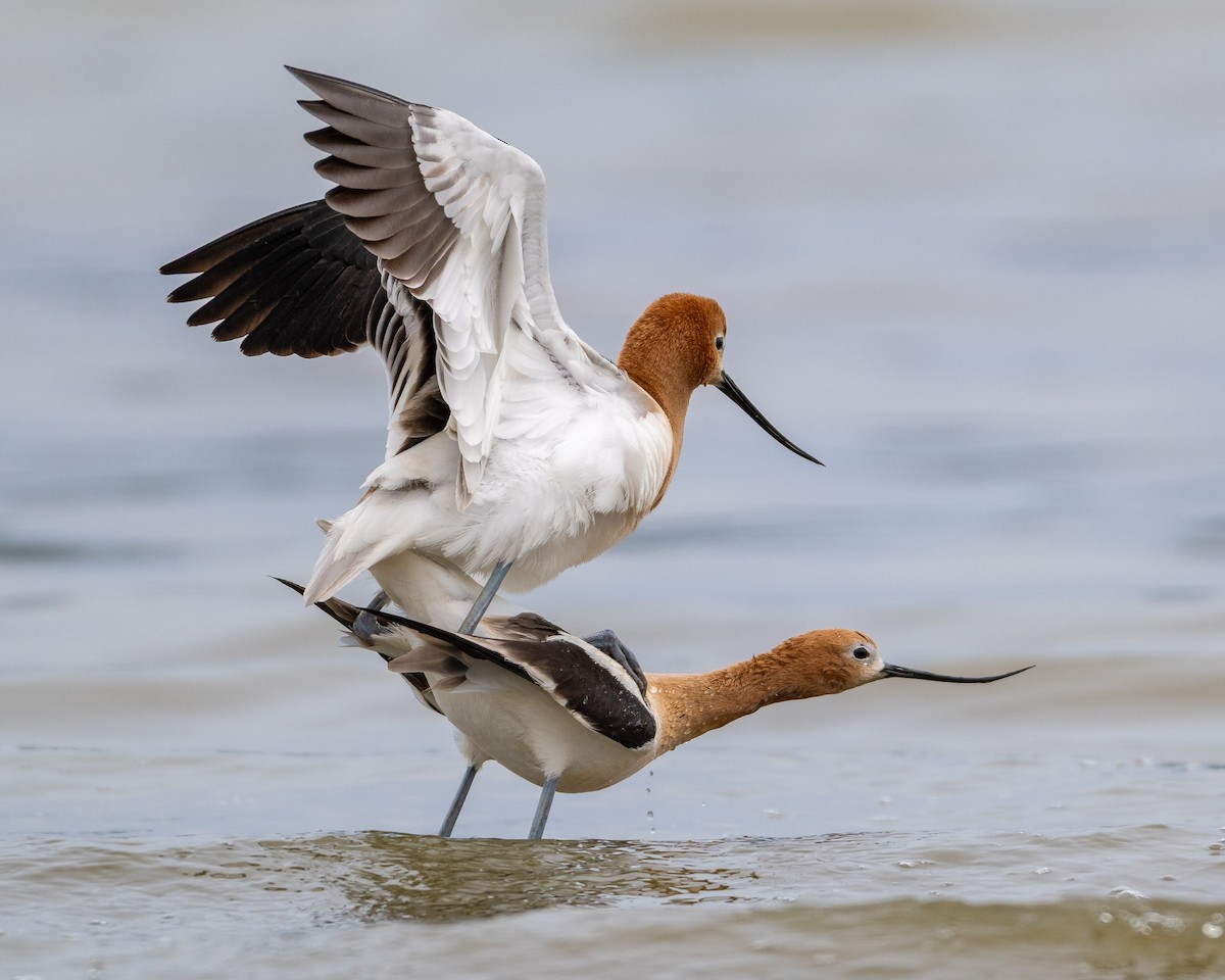 American Avocet - ML657595443