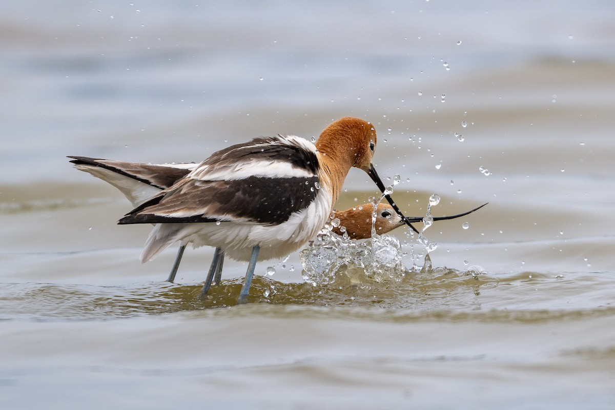 American Avocet - ML657595444