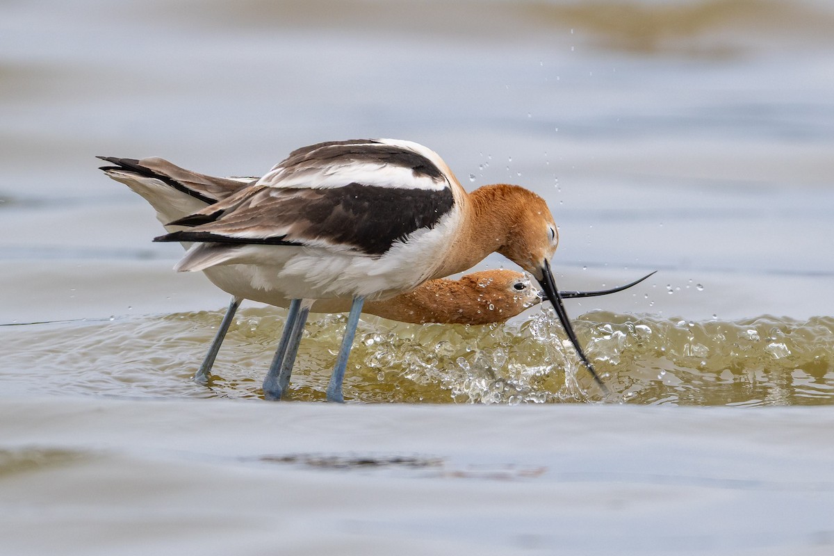 American Avocet - ML657595445