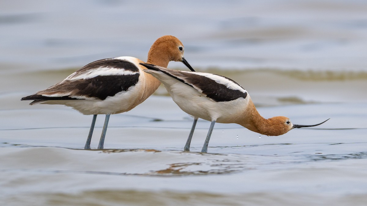 American Avocet - ML657595446