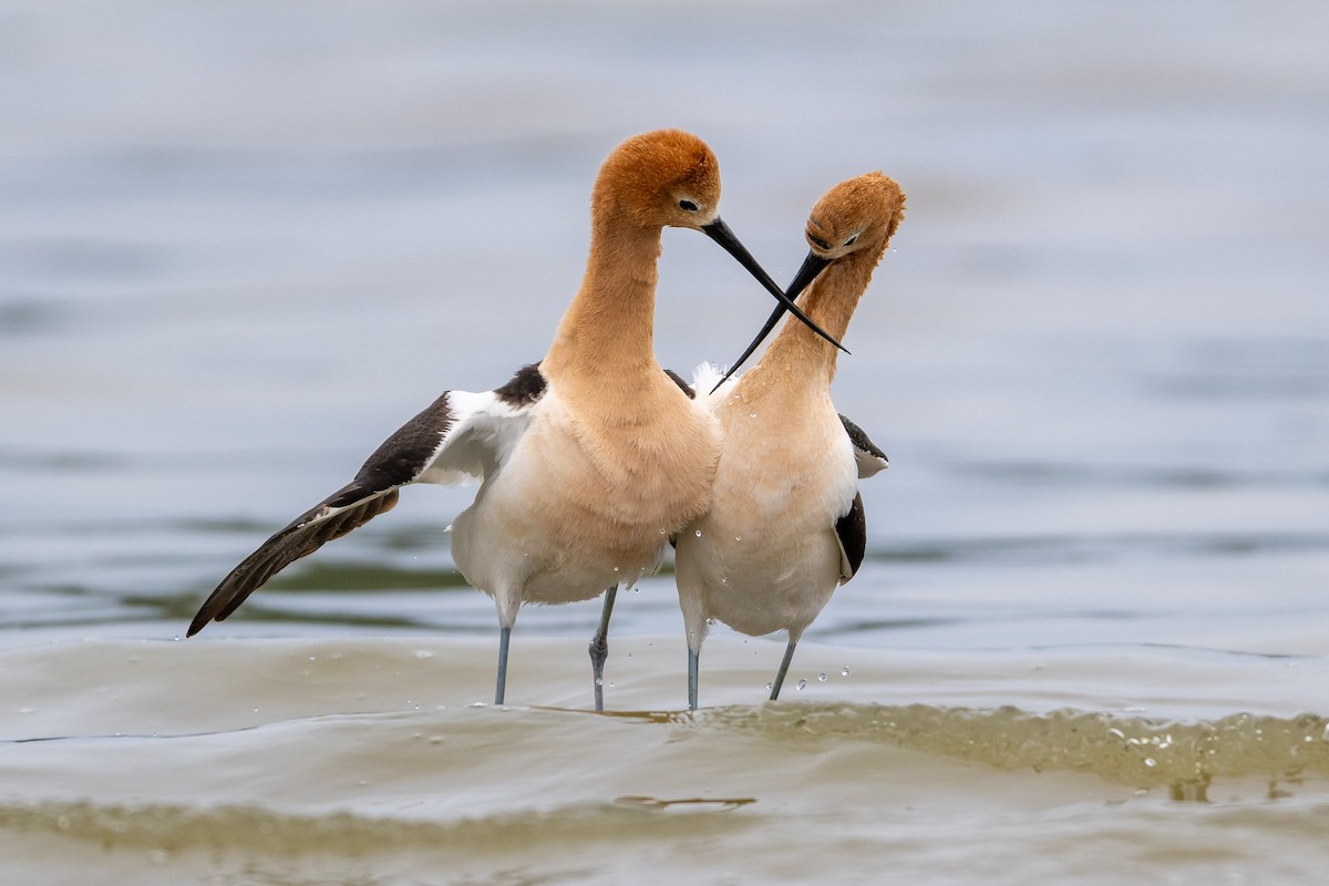 American Avocet - ML657595447