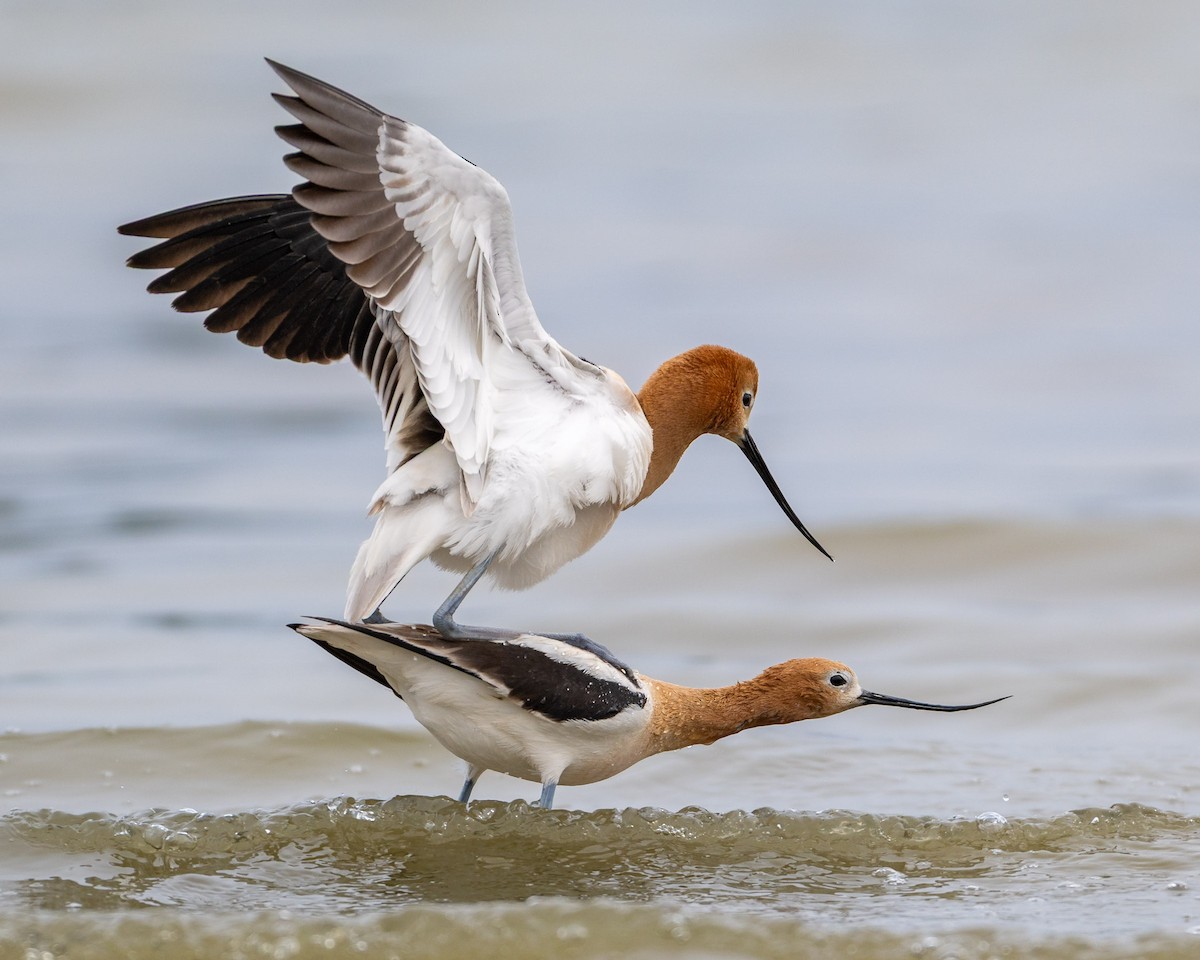 American Avocet - ML657595448