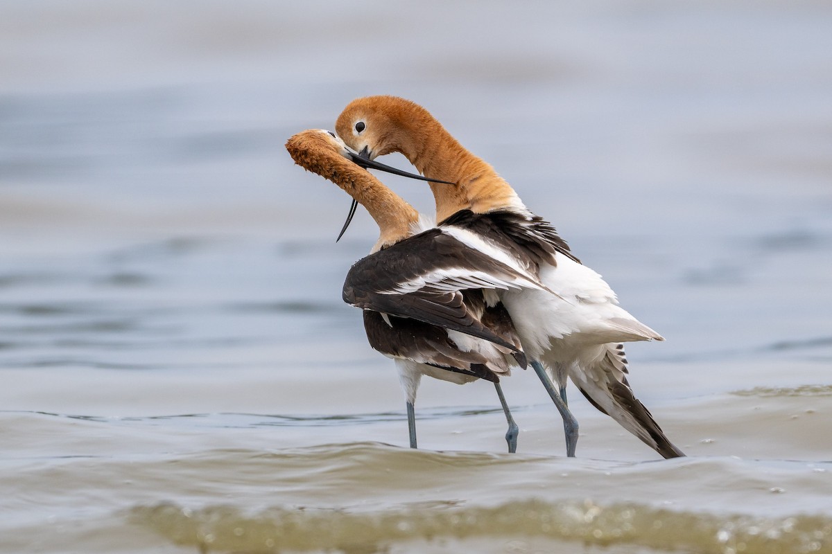 American Avocet - ML657595449