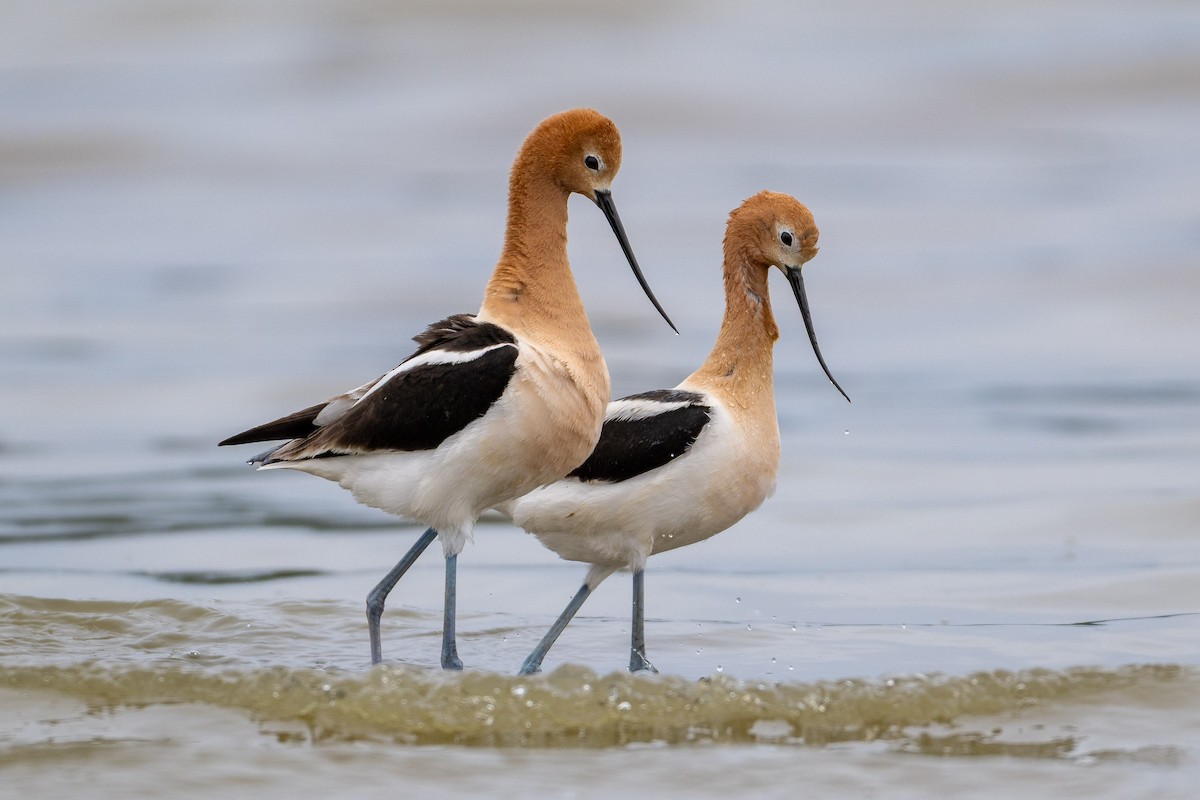 American Avocet - ML657595450