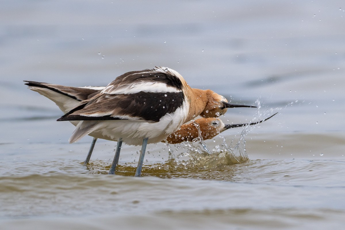 American Avocet - ML657595451