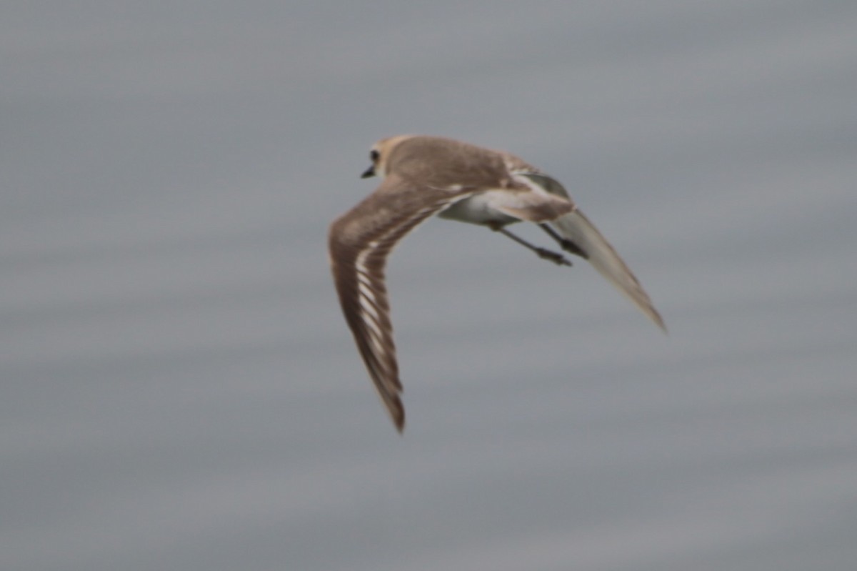 Greater Sand-Plover - ML657595452