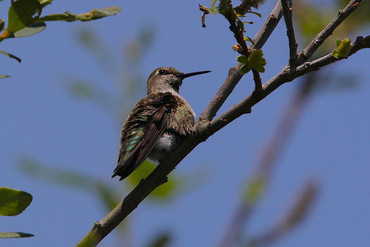 Colibrí de Anna - ML657595550