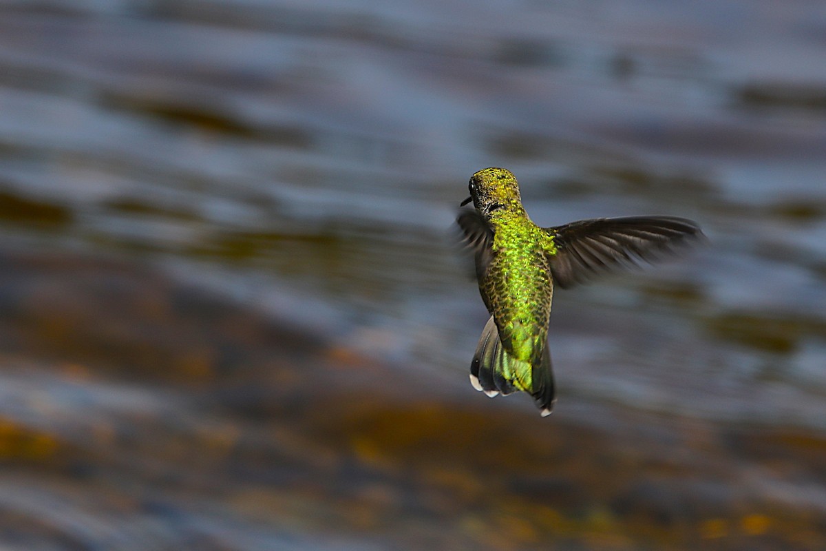 Colibrí de Anna - ML657595557