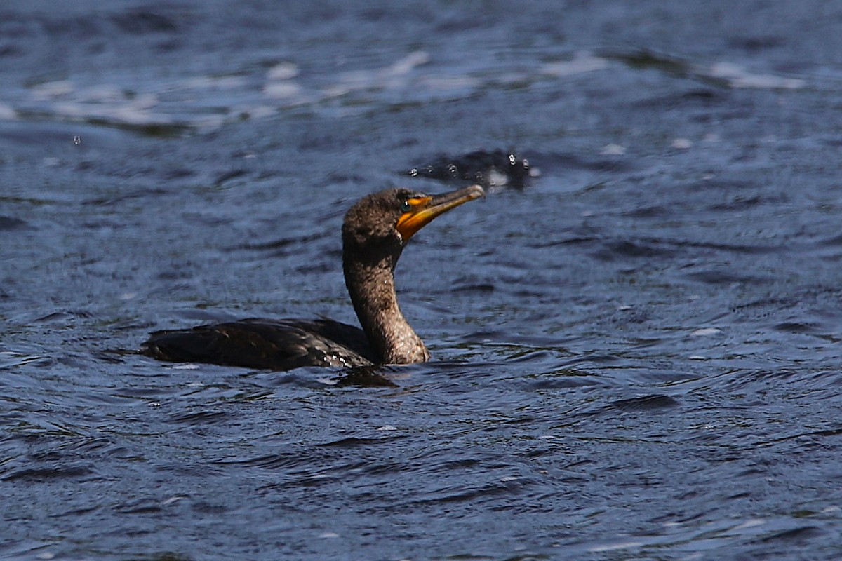 Cormorán Orejudo - ML657595571