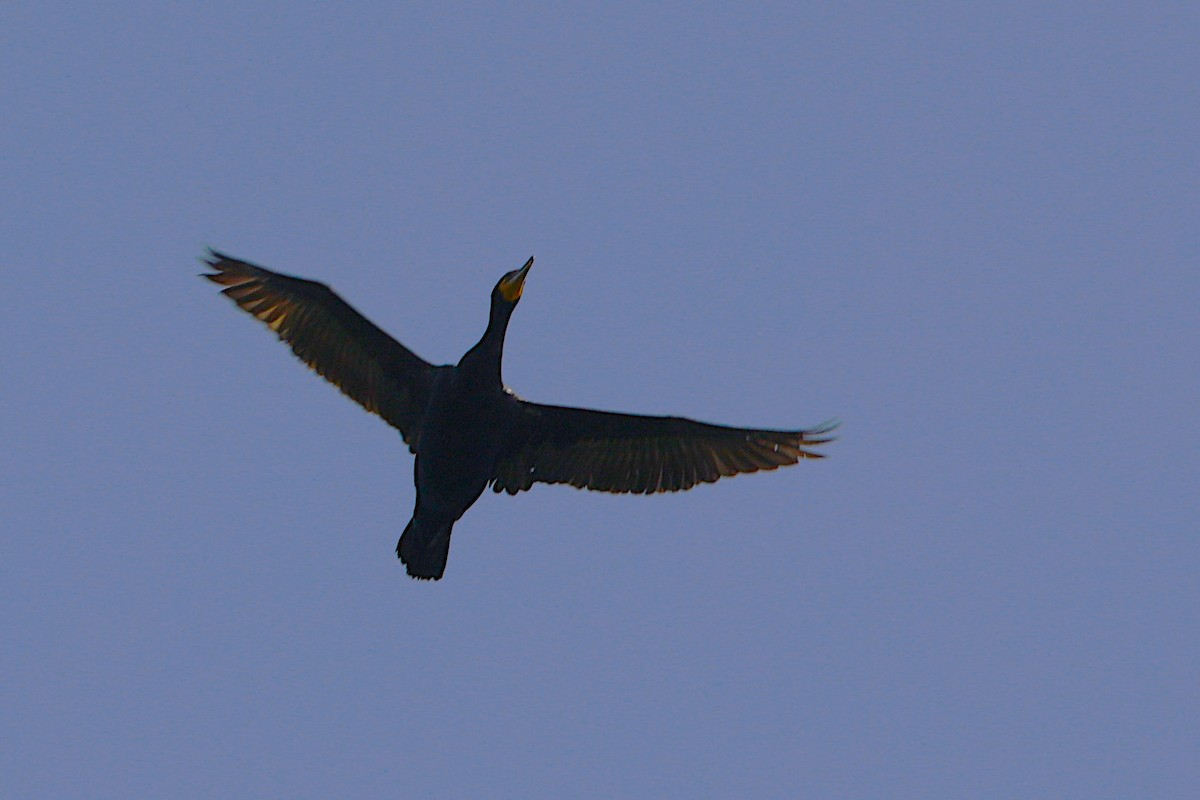 Cormorán Orejudo - ML657595573