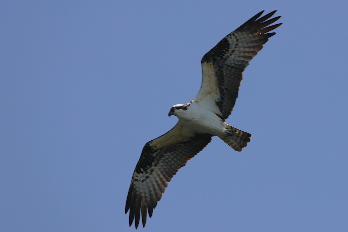 Águila Pescadora - ML657595577