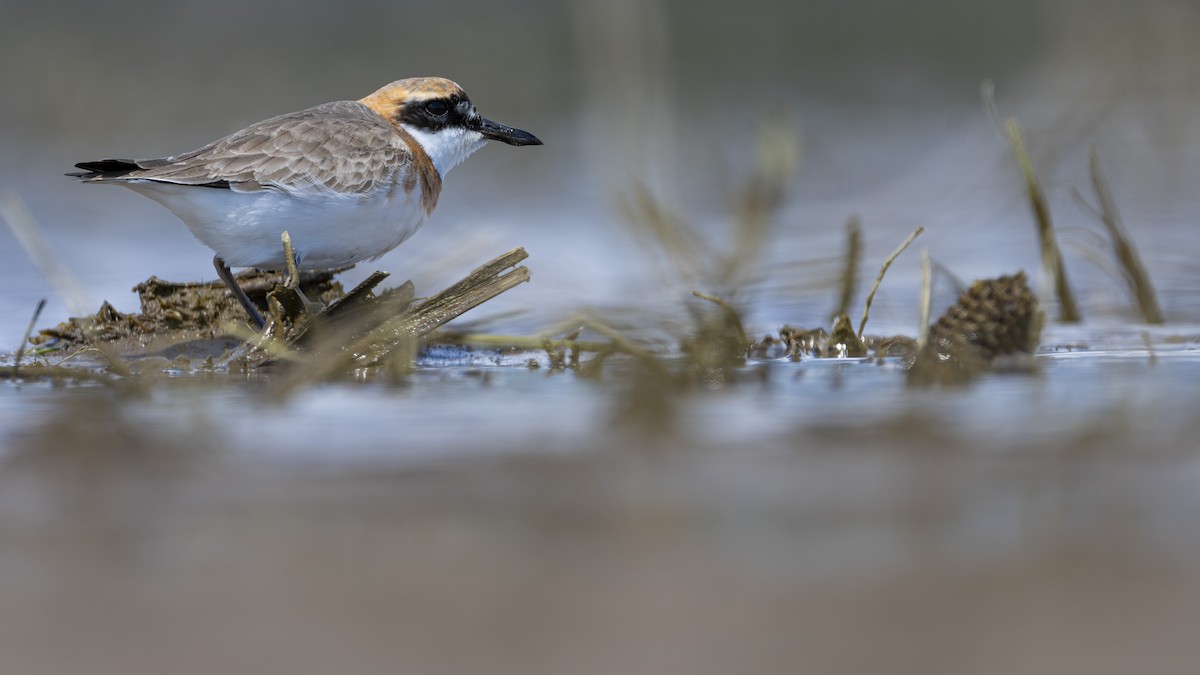 Greater Sand-Plover - ML657595589