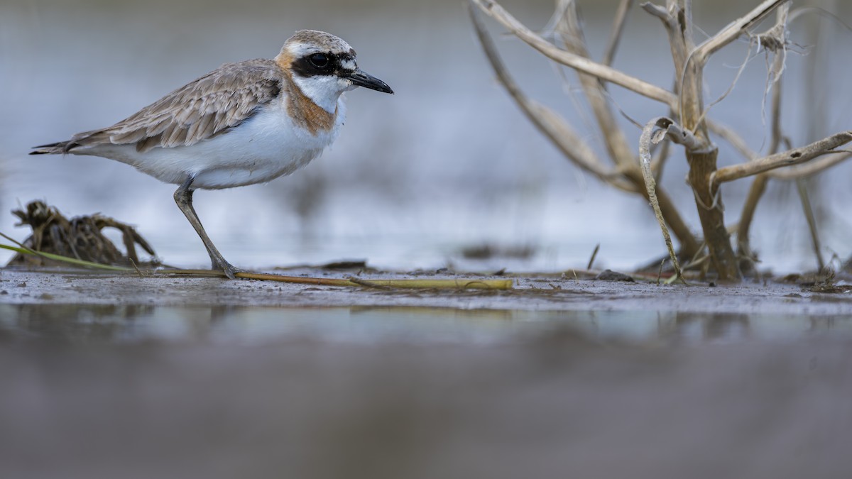 Greater Sand-Plover - ML657595590