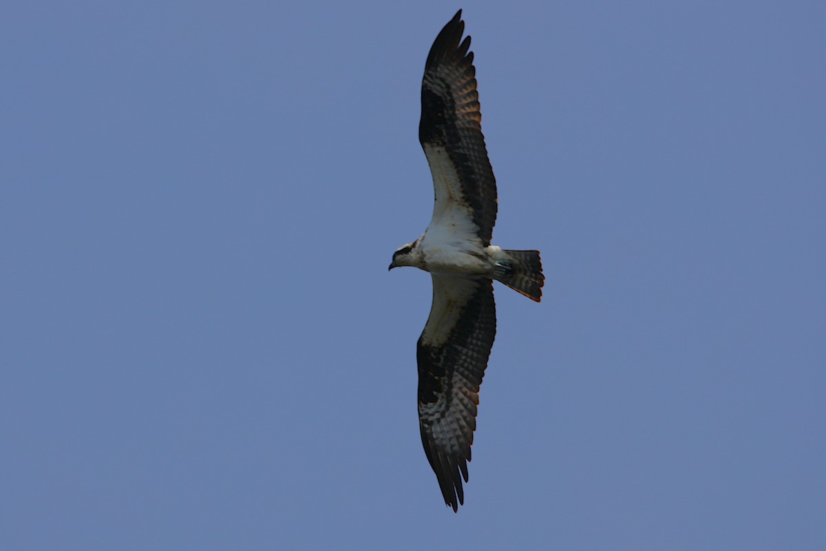 Águila Pescadora - ML657595592