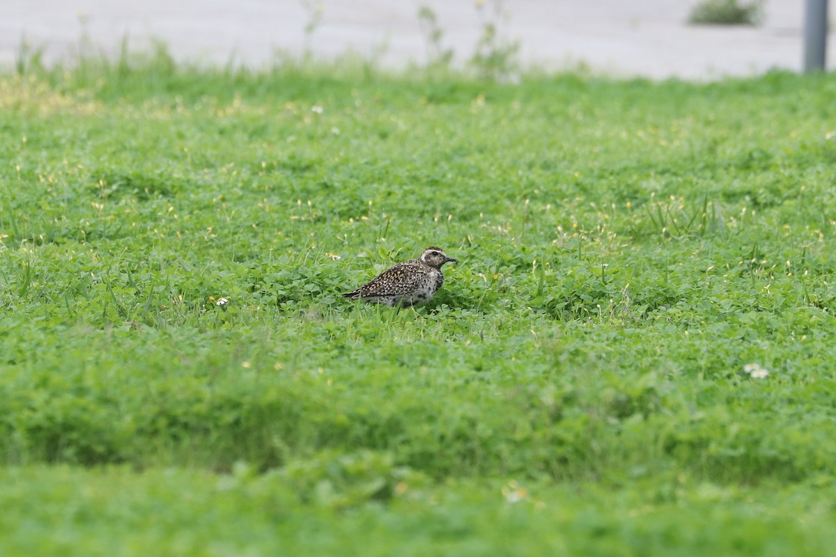 Pacific Golden-Plover - ML657595606