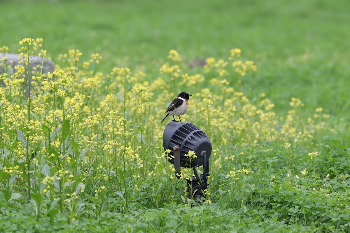 Amur Stonechat - ML657595609