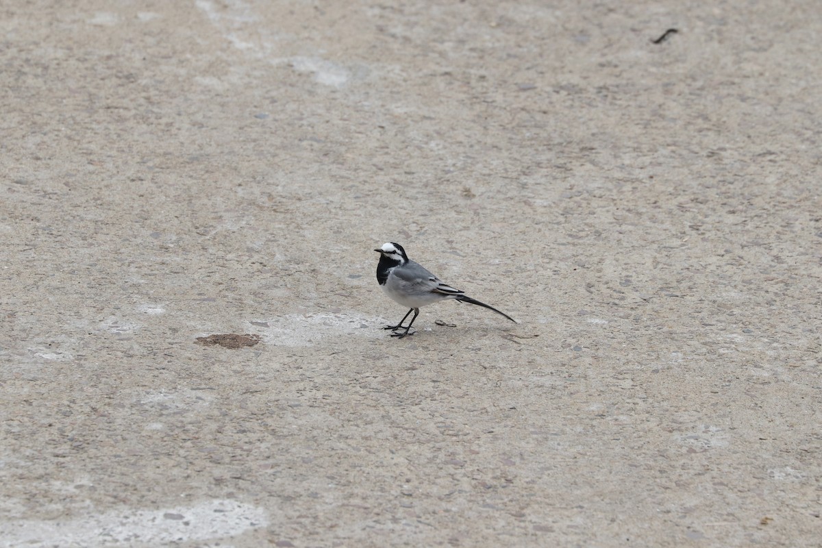 White Wagtail - ML657595745