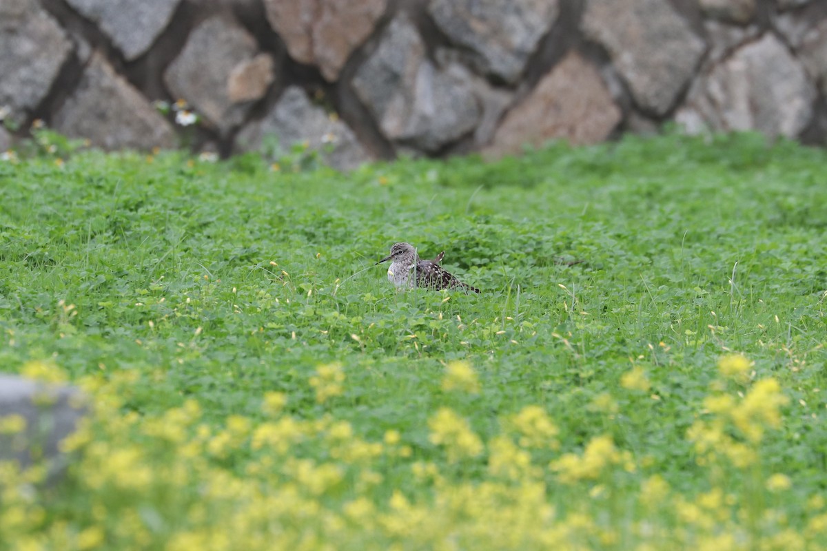 Wood Sandpiper - ML657595760