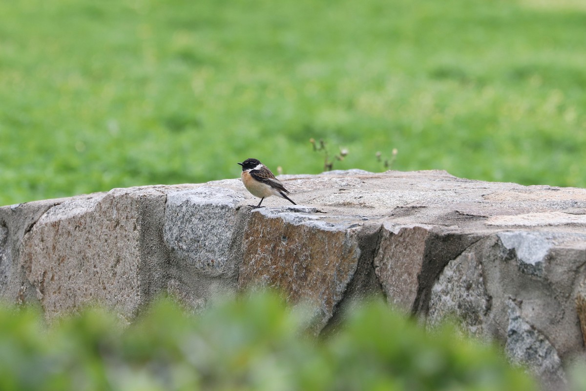 Amur Stonechat - ML657595787