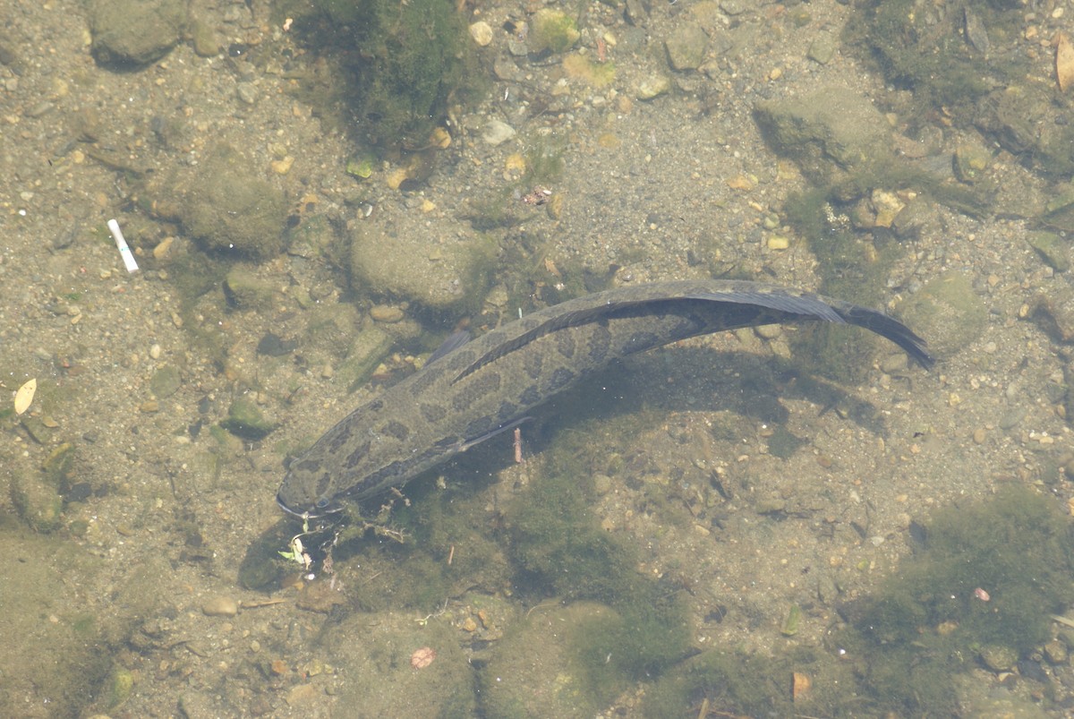 Northern Snakehead - ML657595895