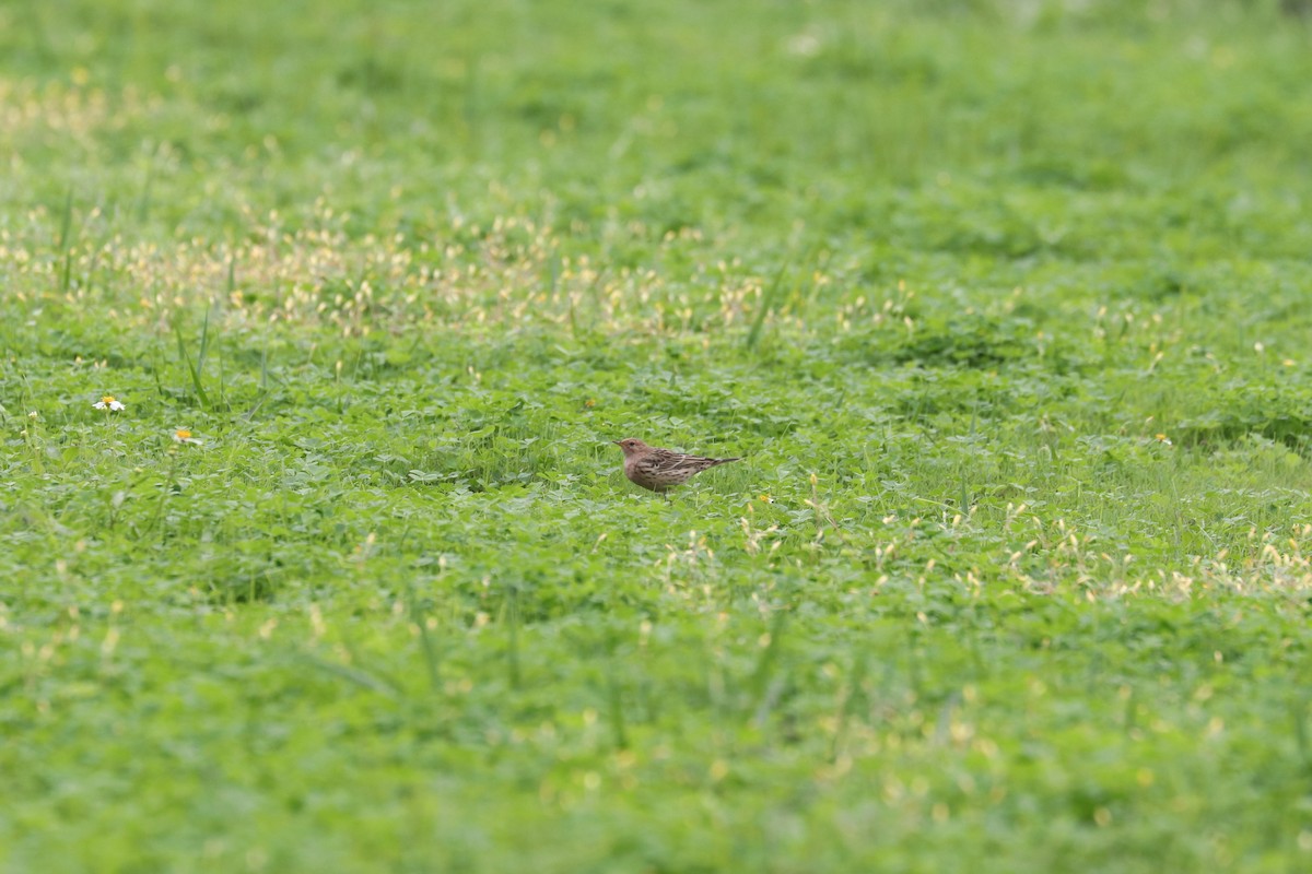 Red-throated Pipit - ML657595908