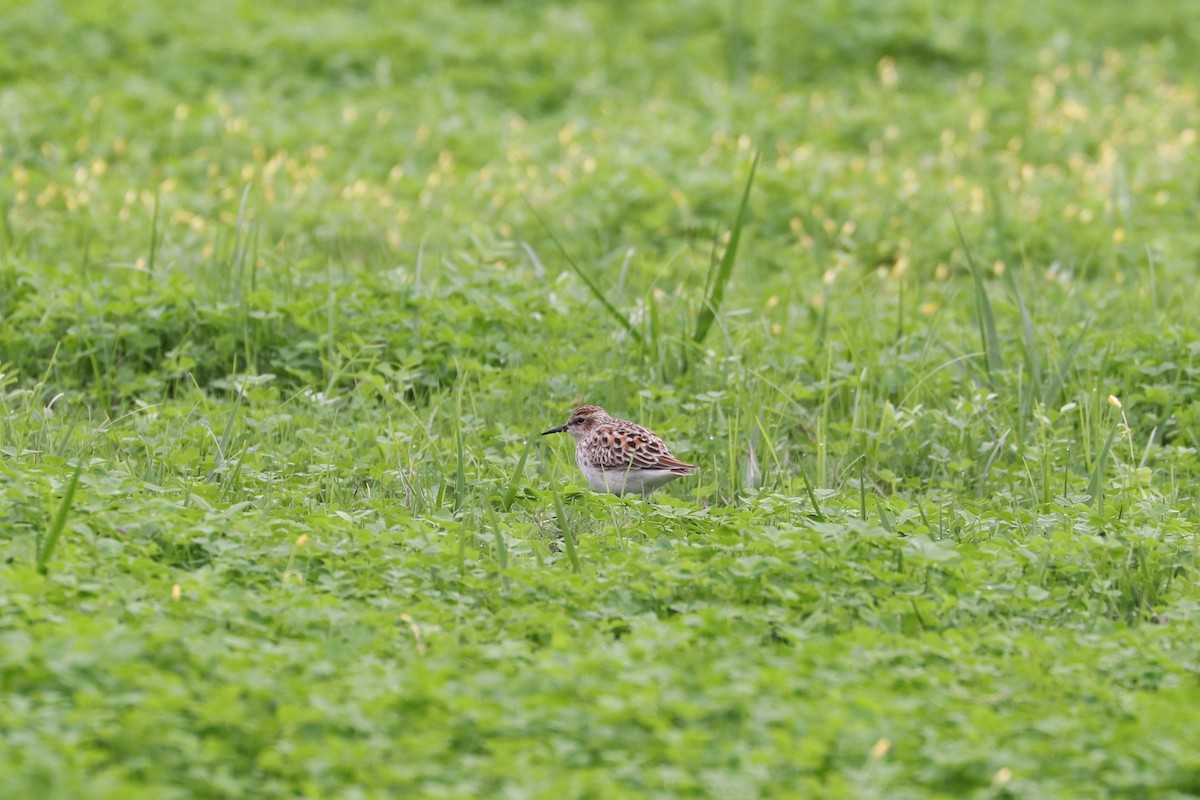 Long-toed Stint - ML657595942