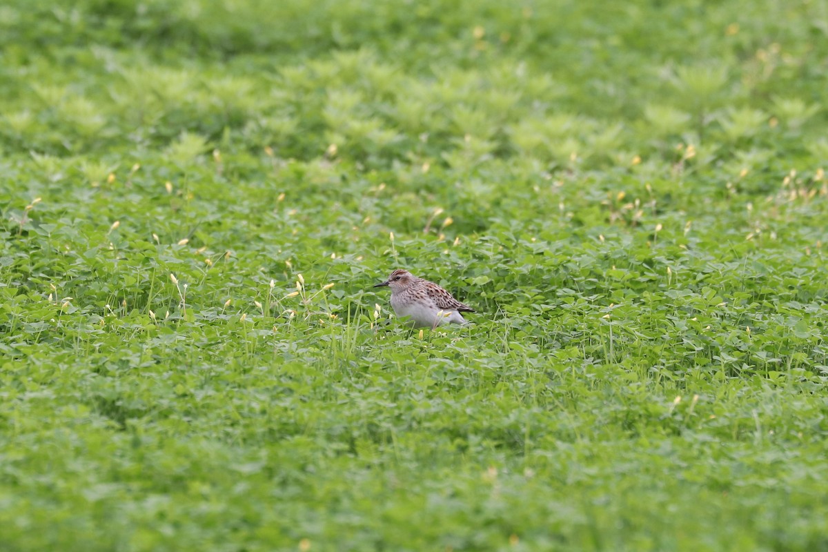 Long-toed Stint - ML657595943