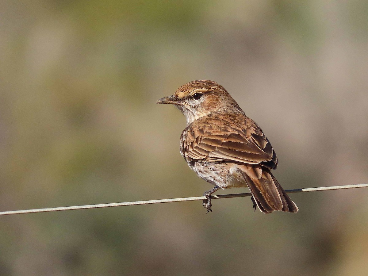 Karoo Lark - ML657595986
