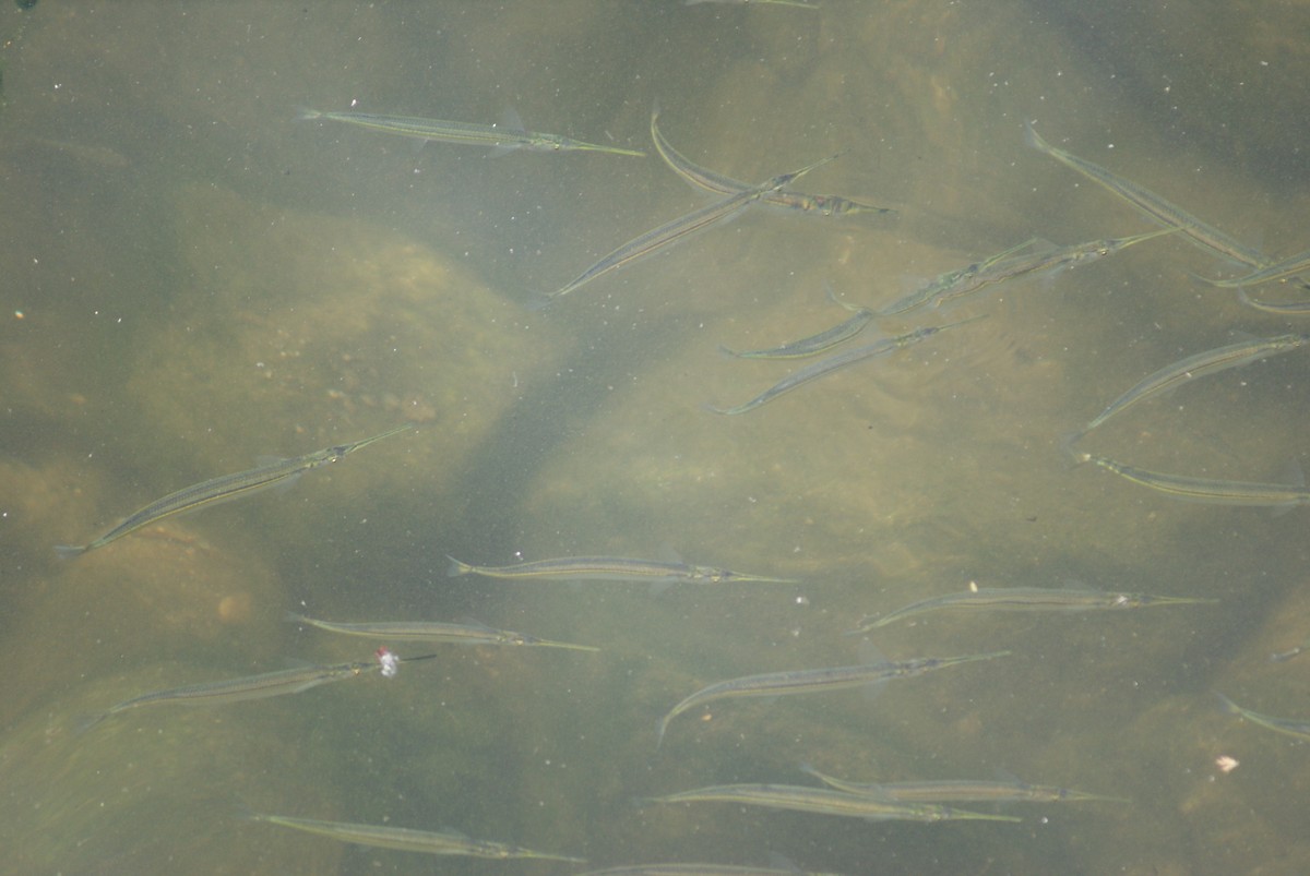 Asian Pencil Halfbeak - ML657596008