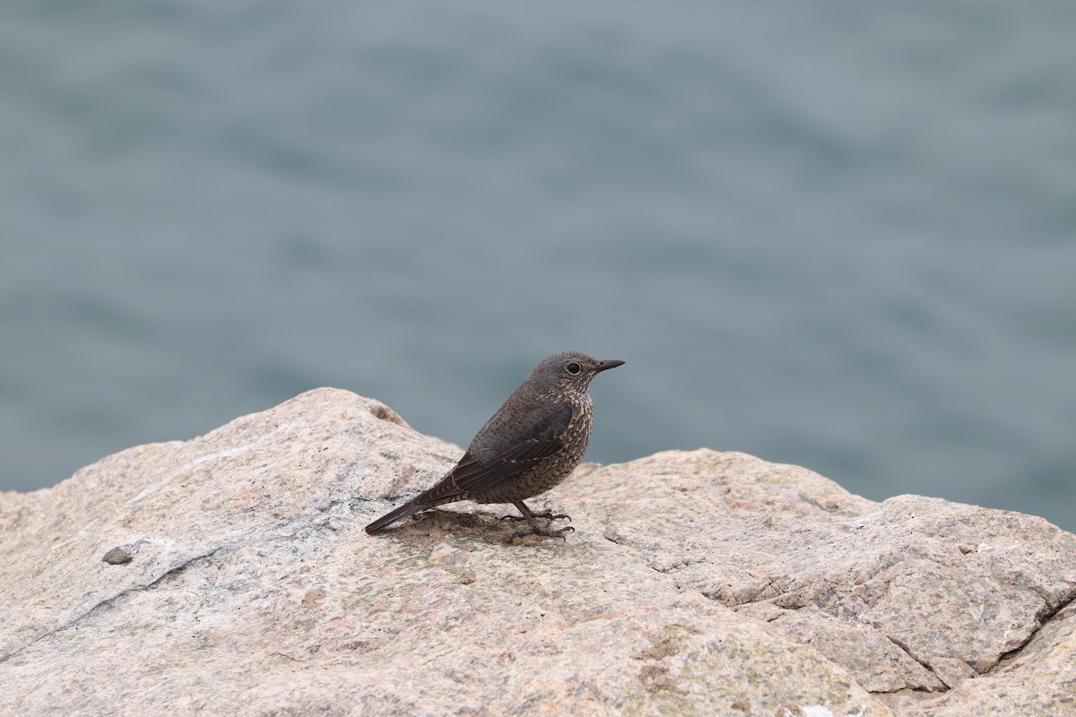 Blue Rock-Thrush - ML657596010