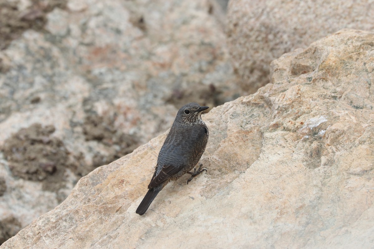 Blue Rock-Thrush - ML657596013