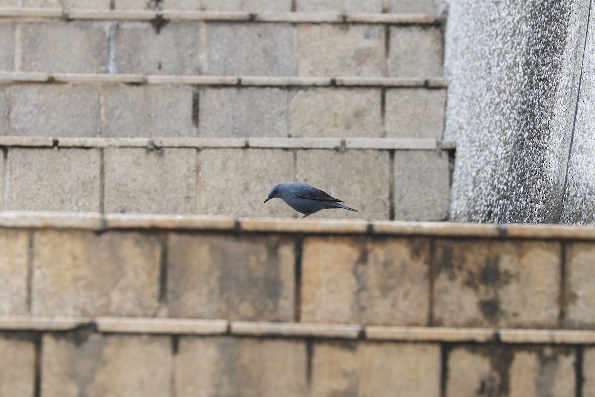 Blue Rock-Thrush - ML657596064