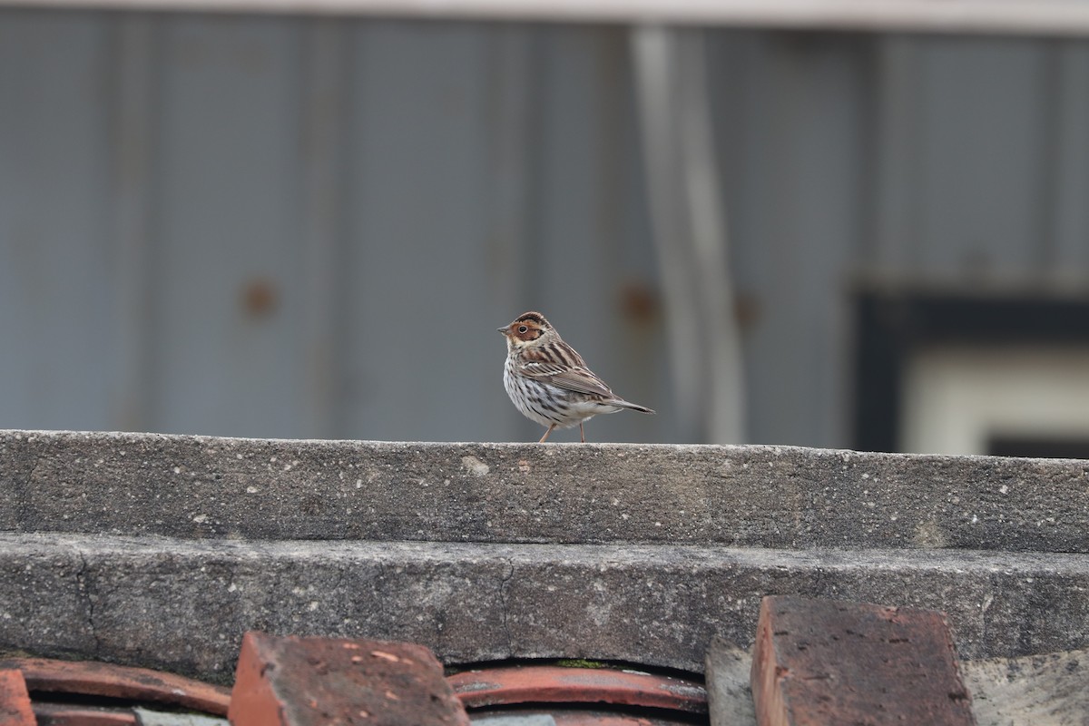 Little Bunting - ML657596091