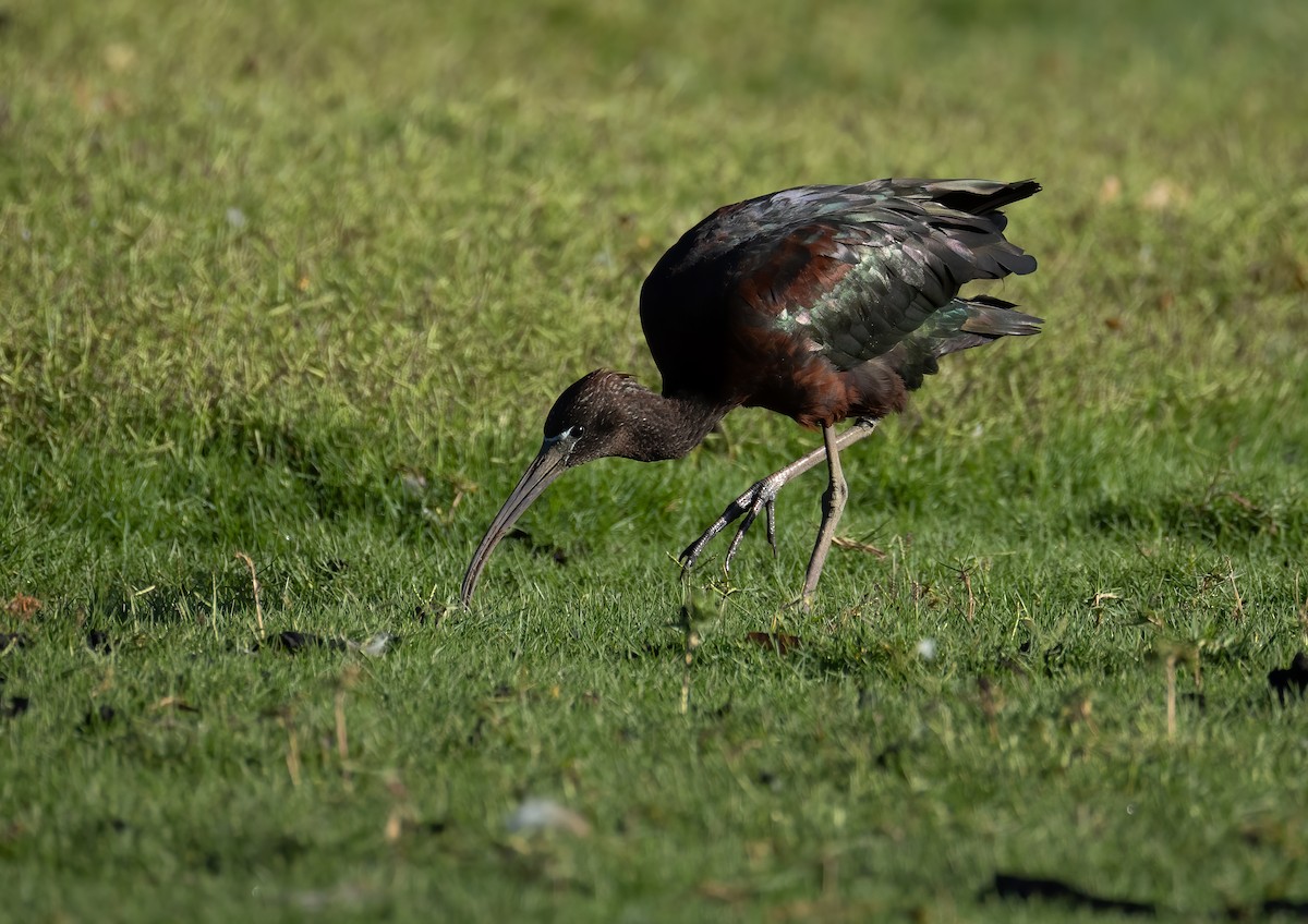Glossy Ibis - ML657596363