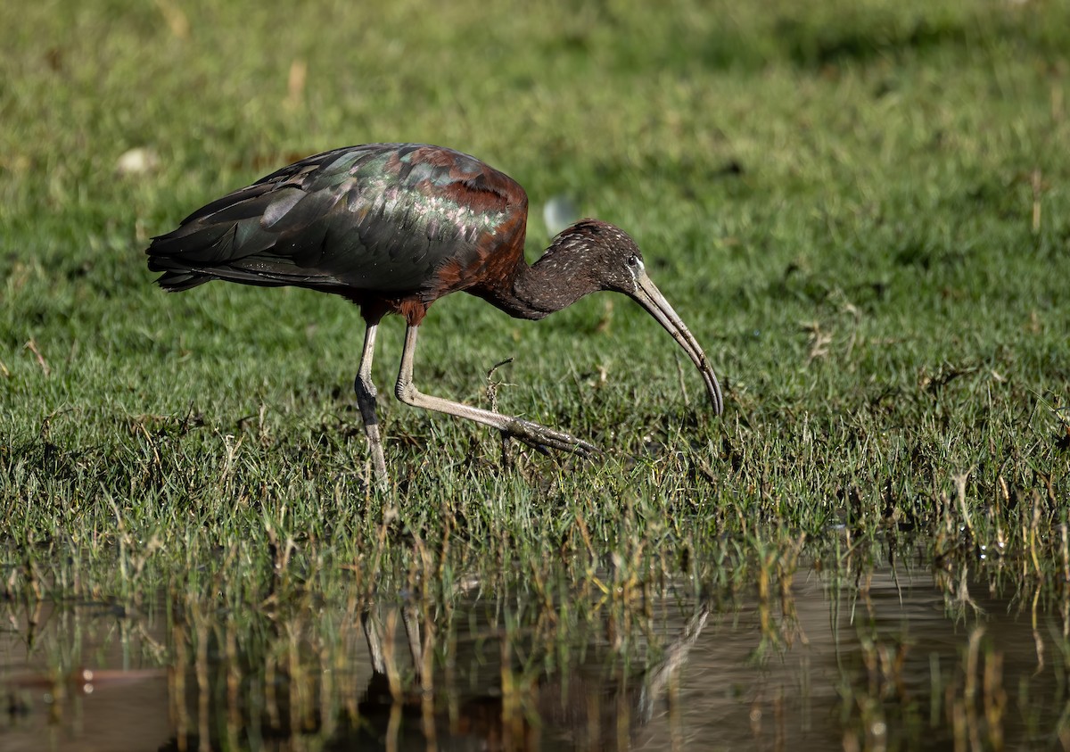 Glossy Ibis - ML657596369