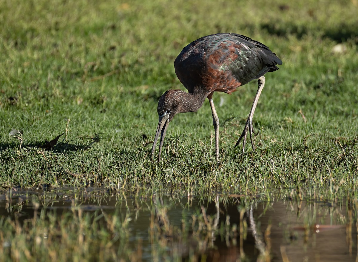 Glossy Ibis - ML657596370
