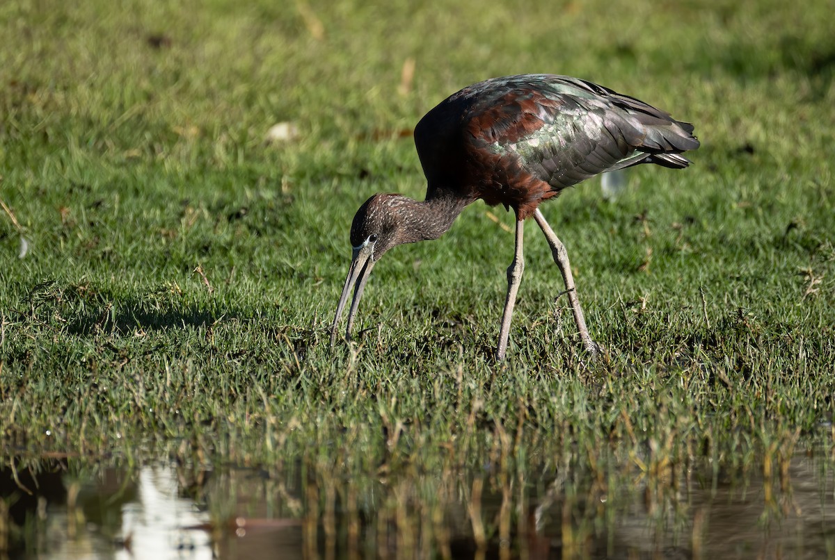 Glossy Ibis - ML657596371