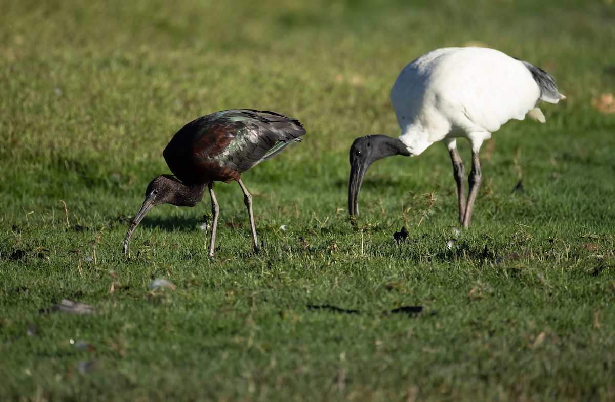 Glossy Ibis - ML657596410