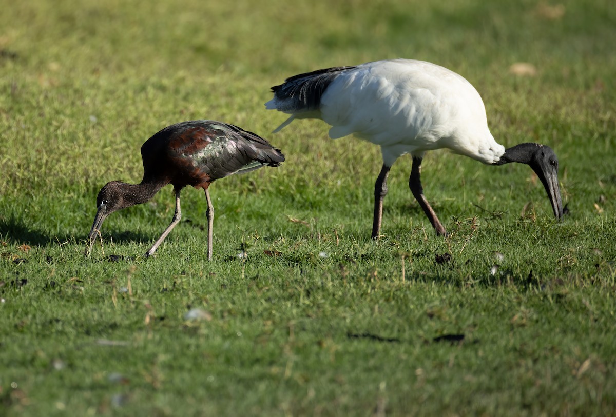 Glossy Ibis - ML657596411