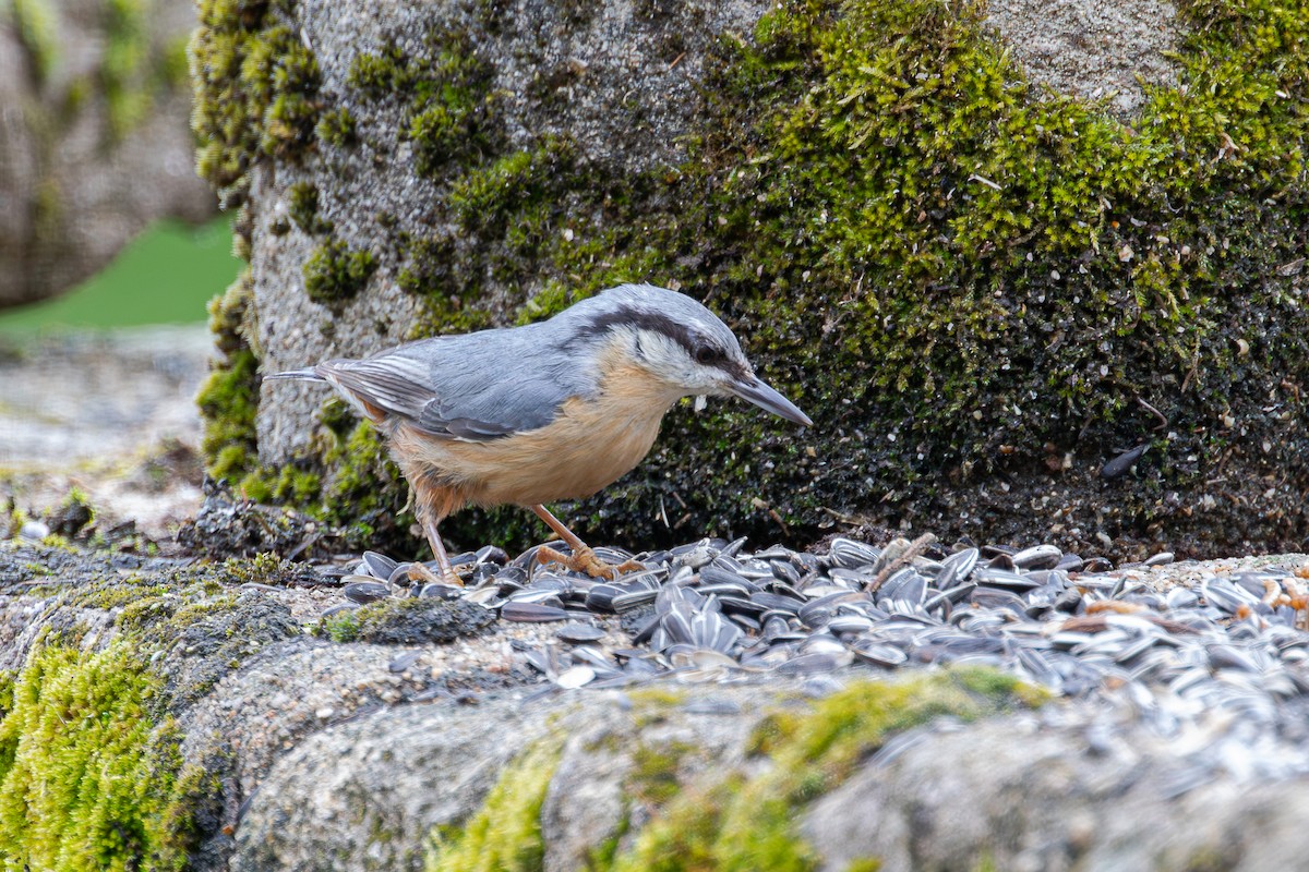 Garrapo eurasiarra - ML657596428