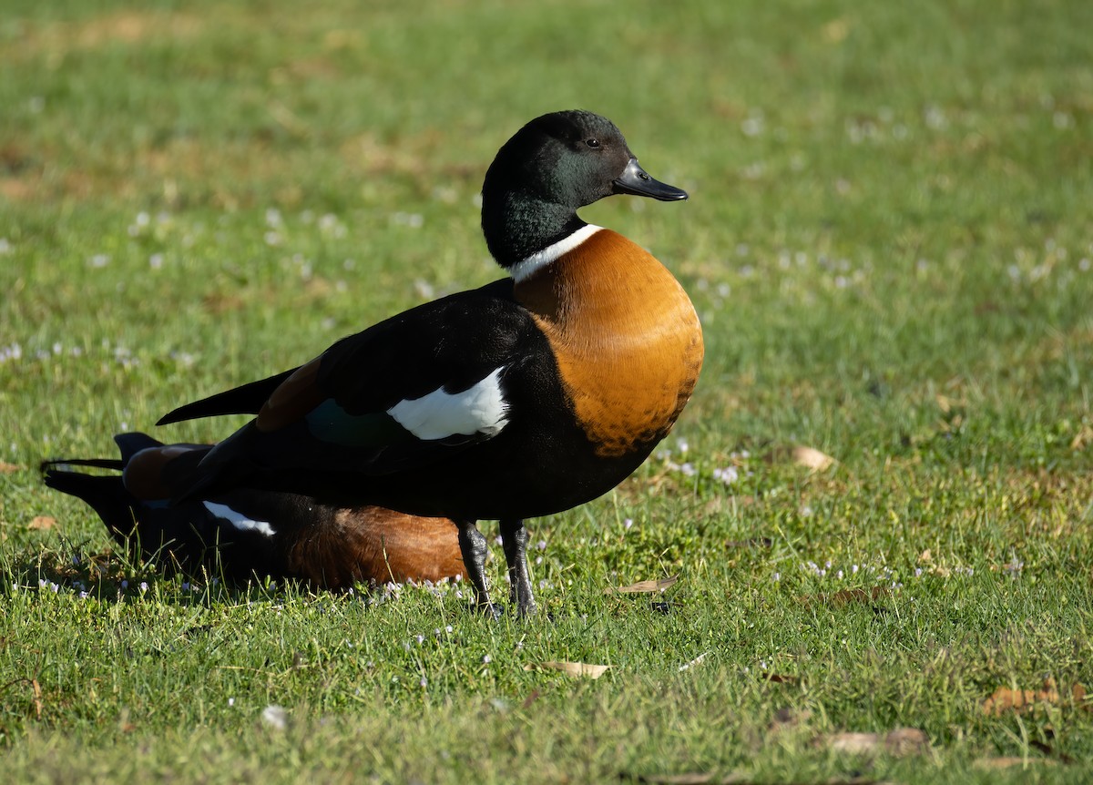Australian Shelduck - ML657596470